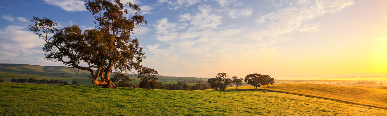 Australian field with gumtree and sunrise