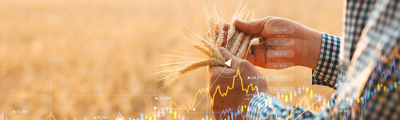person holding wheat in hand